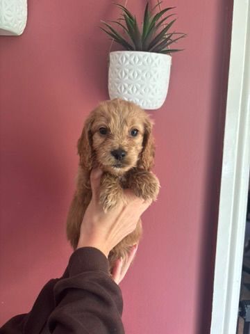 Miniature Cockapoo Puppies For Sale