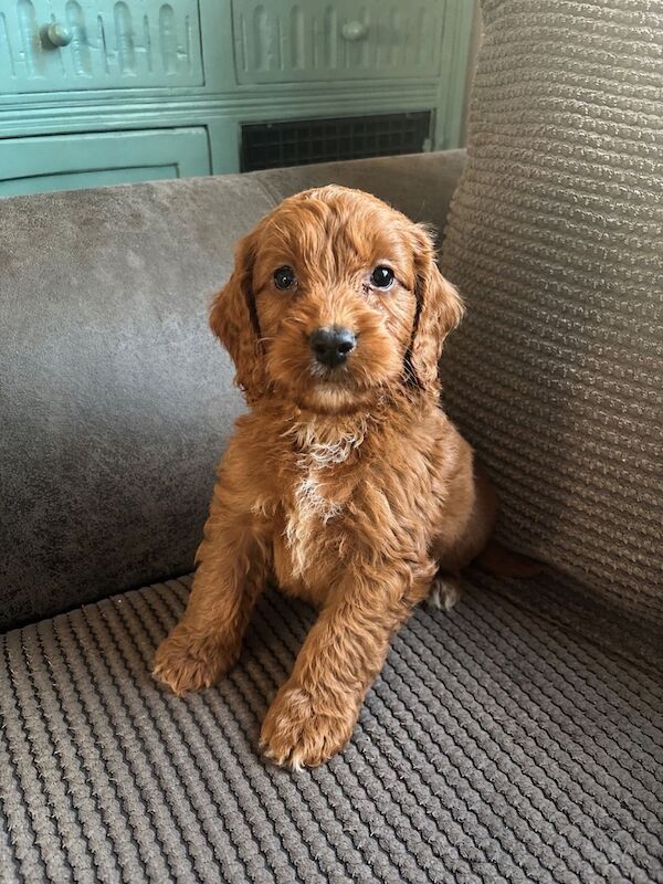 Looking for there forever homes - Image 2 of 5