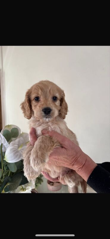 Looking for there forever homes - Image 3 of 5
