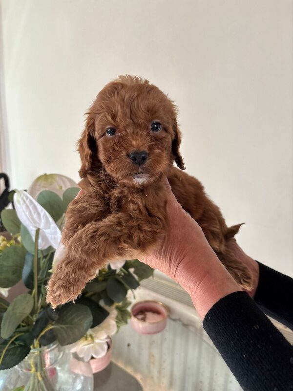 Looking for there forever homes - Image 4 of 5