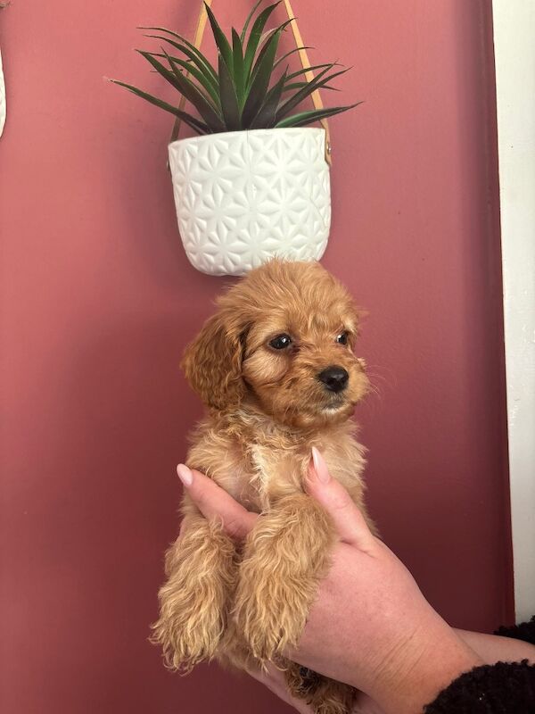 Looking for there forever homes - Image 5 of 5