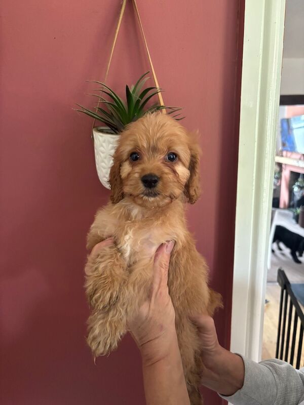 Looking for there forever homes - Image 2 of 5