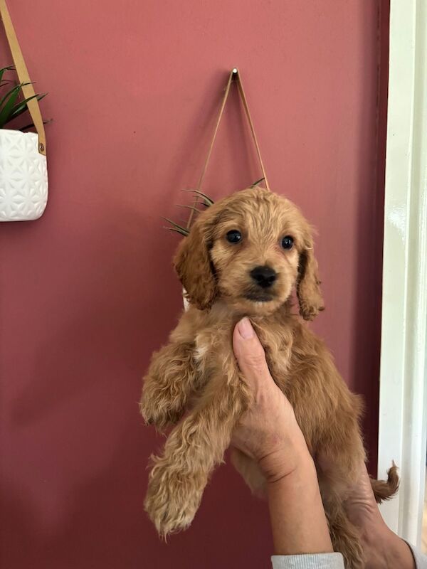 Looking for there forever homes - Image 3 of 5
