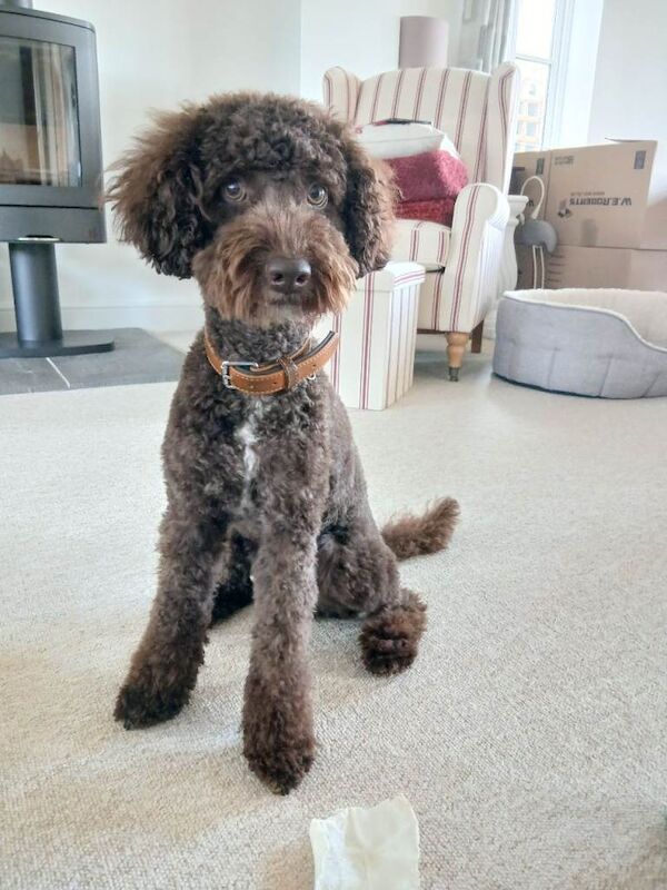 Loveable Cockapoo needing a new home