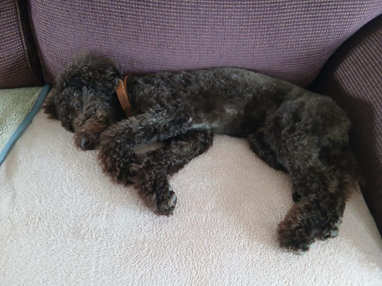 Loveable Cockapoo needing a new home - Image 2 of 3