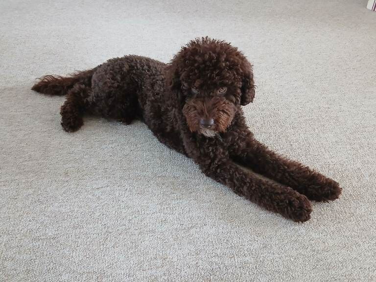 Loveable Cockapoo needing a new home - Image 3 of 3