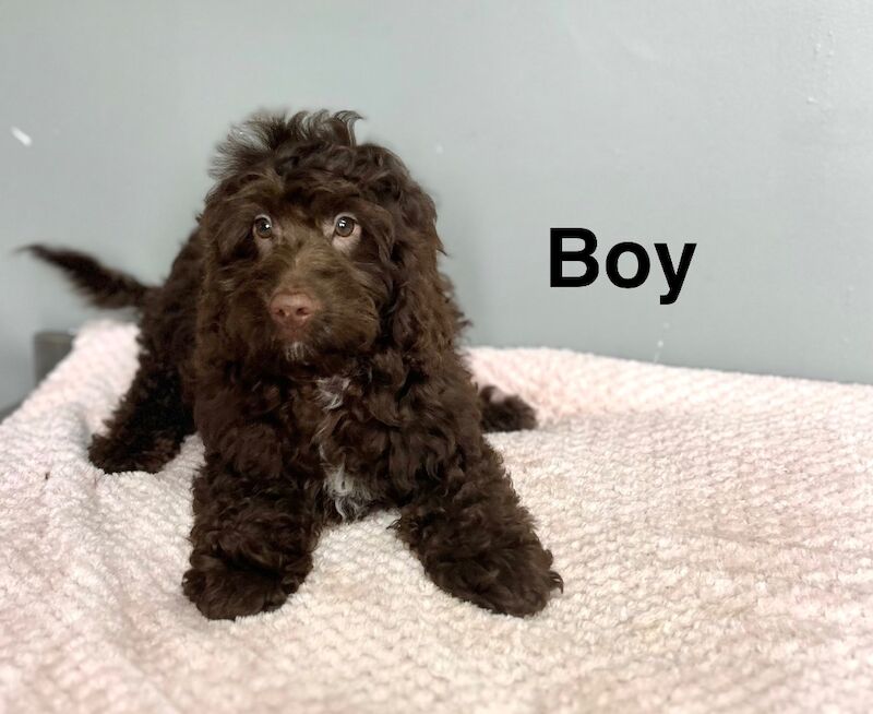 Lovely chocolate and black cockapoo boys available - Image 3 of 3