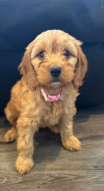 Lovely chunky little cockapoo girl for sale in Ely, Cambridgeshire
