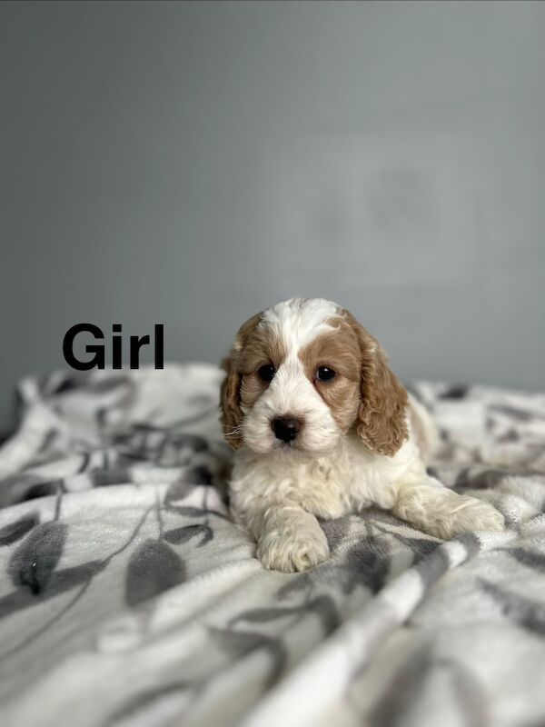 Lovely cockapoo girls ready to leave us from 6th april - Image 2 of 4