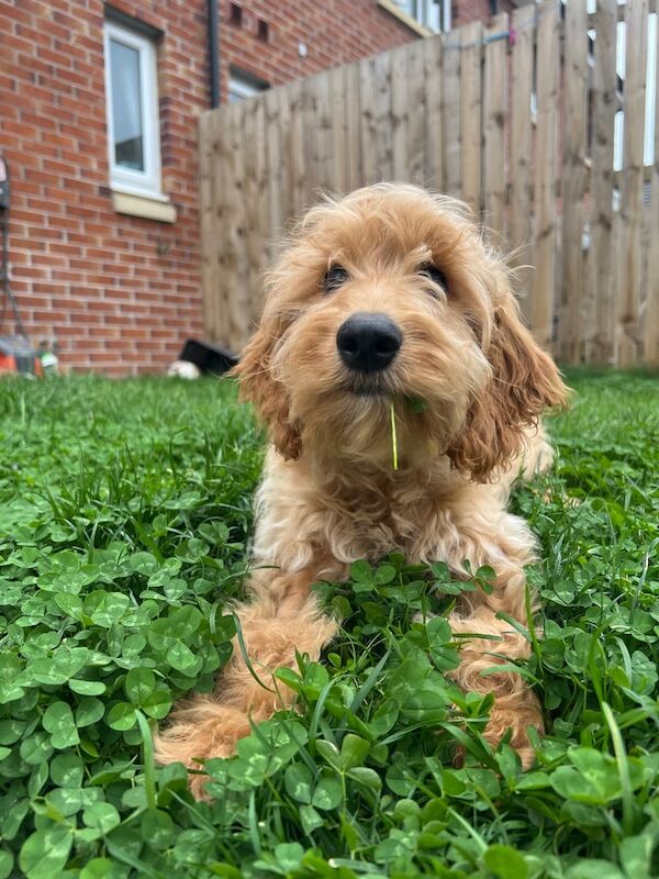 Cockapoo puppies for sale in Paisley, Renfrewshire – 4 months old