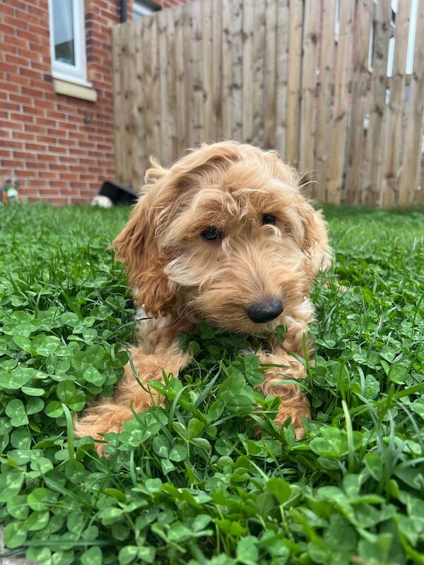 Cockapoo puppies for sale in Paisley, Renfrewshire – 4 months old - Image 2 of 3