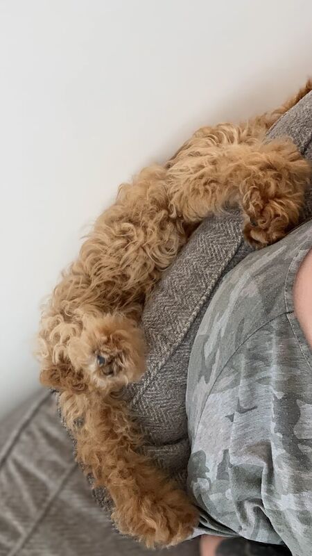 Cockapoo puppies for sale in Paisley, Renfrewshire – 4 months old - Image 3 of 3