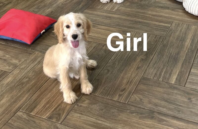Lovely cockapoo puppies available