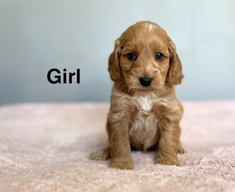 Lovely cockapoo puppies looking for family’s from 18th May - Image 2 of 5