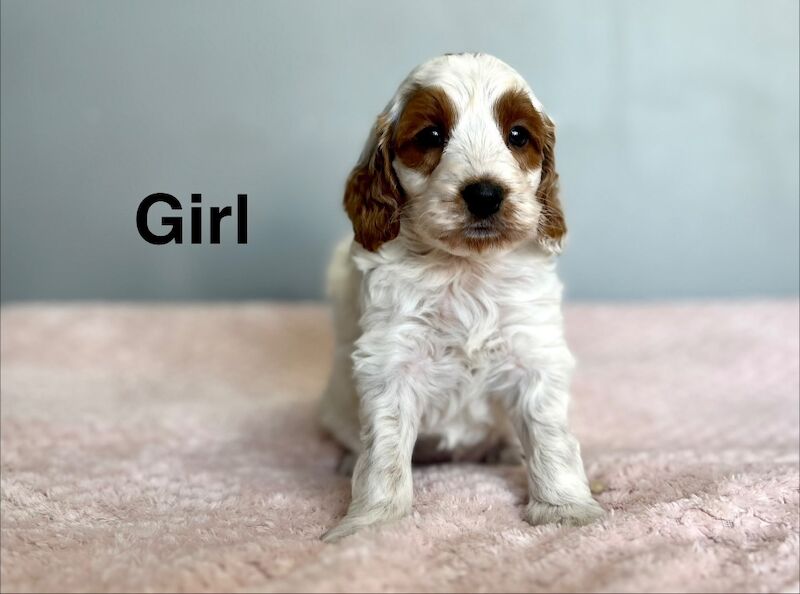 Lovely cockapoo puppies looking for family’s from 18th May - Image 4 of 5