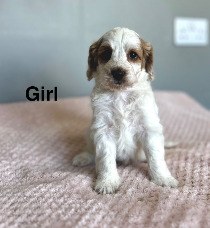 Lovely cockapoo puppies looking for family’s from 18th May - Image 5 of 5