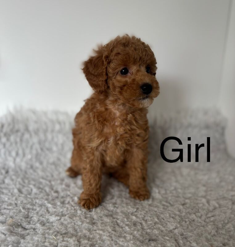 Lovely cockapoo puppies ready next week for sale in Upwell, Norfolk