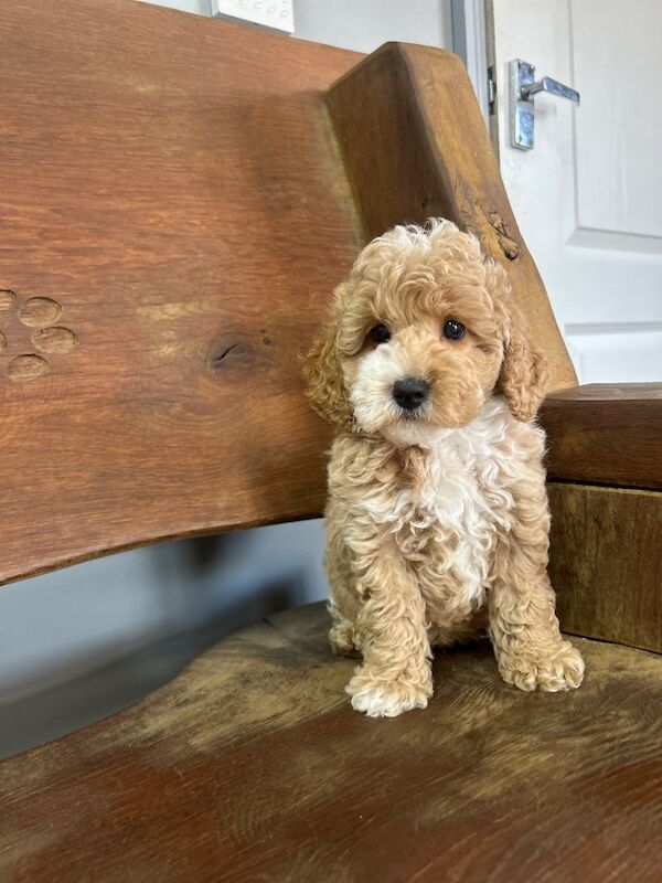 Lovely cockapoo puppies ready now
