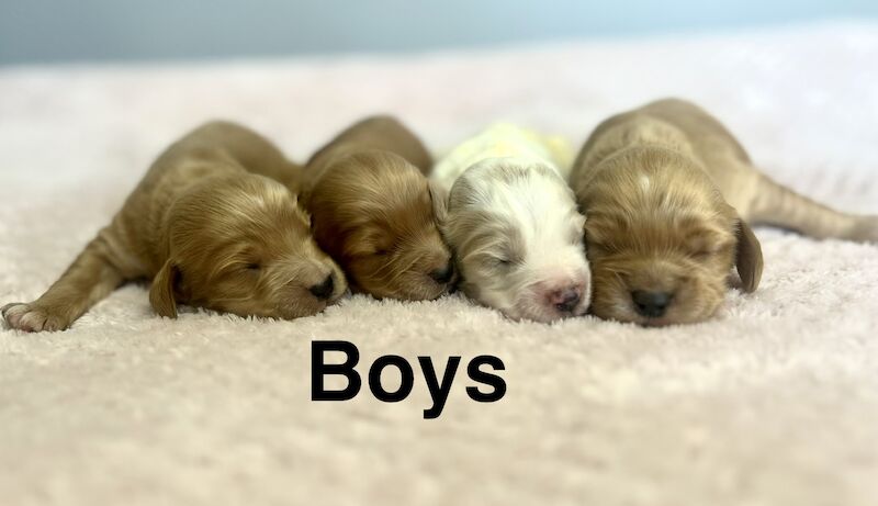 Lovely cockapoo puppies ready to be viewed