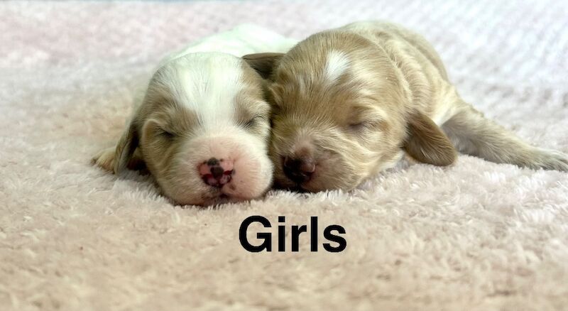 Lovely cockapoo puppies ready to be viewed - Image 3 of 3