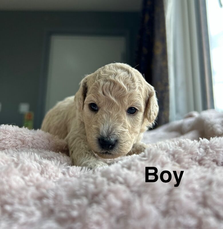 Lovely cockapoo puppies ready to leave from 13th July - Image 2 of 10