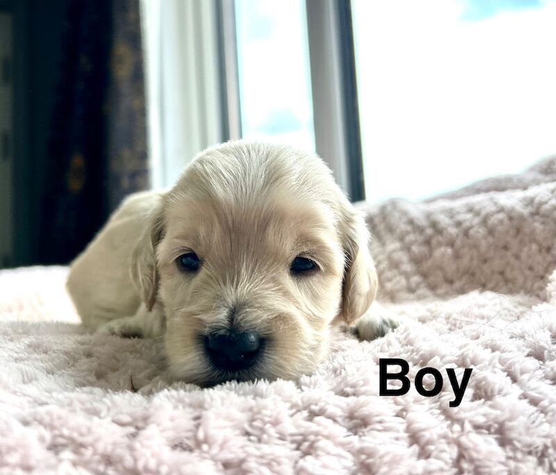 Lovely cockapoo puppies ready to leave from 13th July - Image 3 of 10