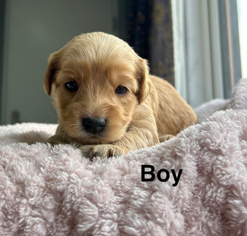 Lovely cockapoo puppies ready to leave from 13th July - Image 4 of 10