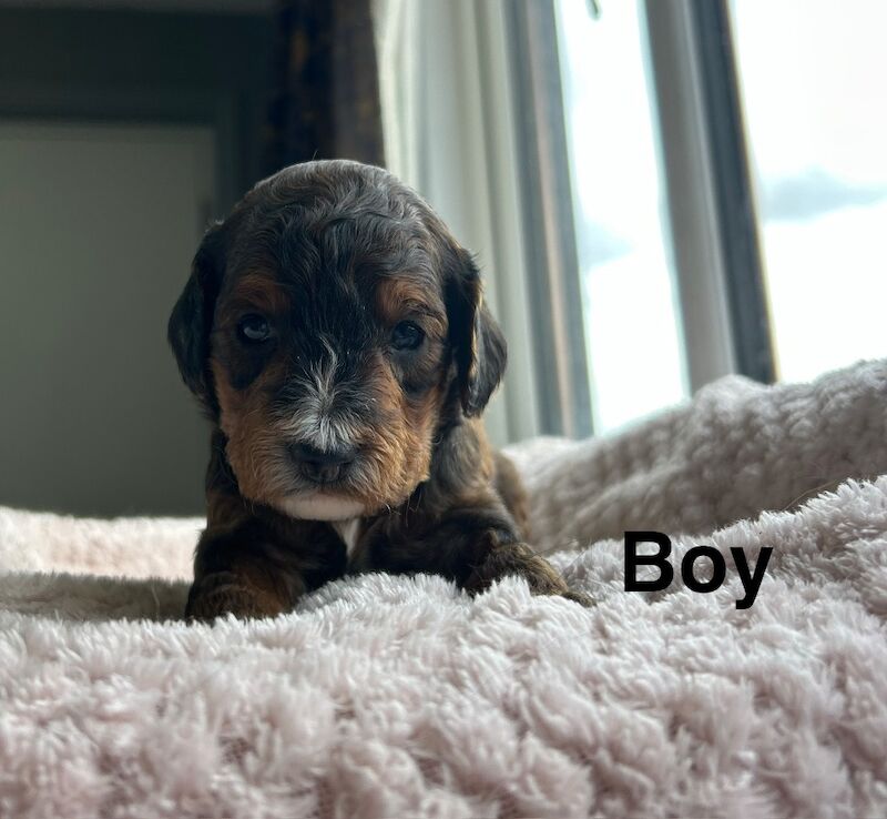 Lovely cockapoo puppies ready to leave from 13th July - Image 5 of 10