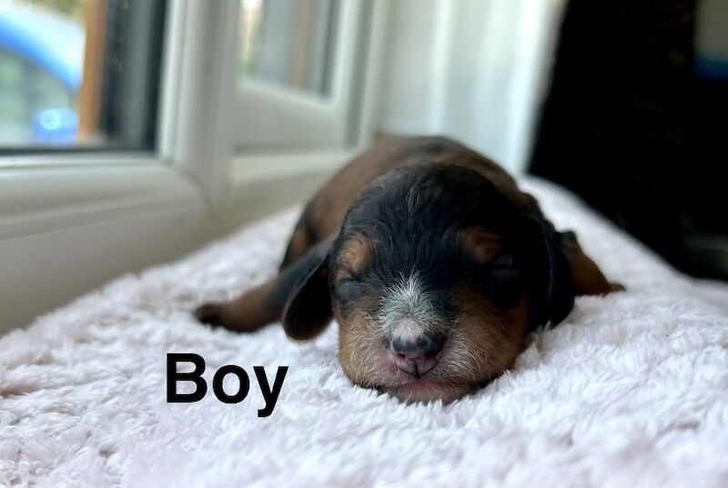 Lovely cockapoo puppies ready to leave from 13th July - Image 6 of 10