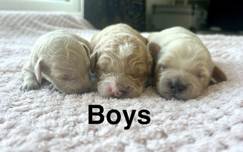 Lovely cockapoo puppies ready to leave from 13th July - Image 7 of 10