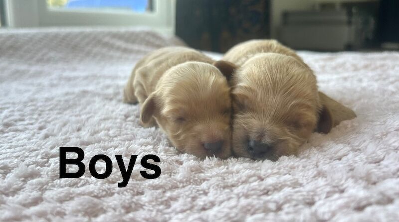 Lovely cockapoo puppies ready to leave from 13th July - Image 8 of 10