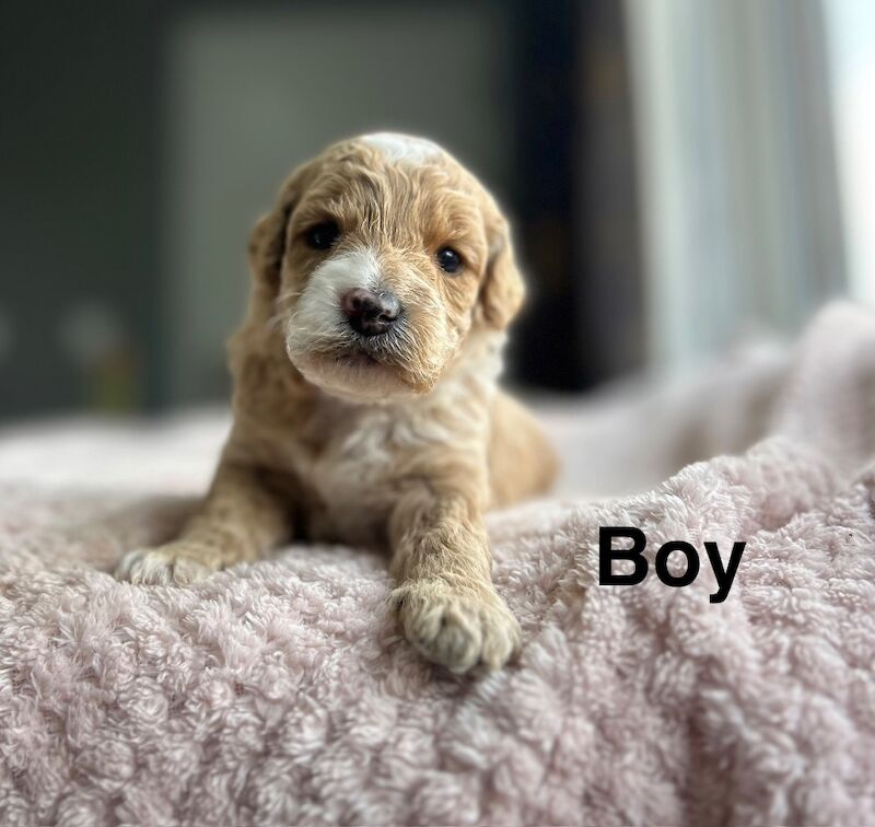 Lovely cockapoo puppies ready to leave from 13th July - Image 9 of 10
