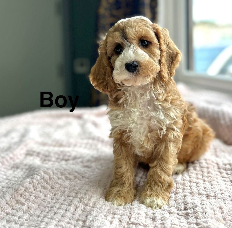 Lovely cockapoo puppies ready to leave from 13th July - Image 10 of 10
