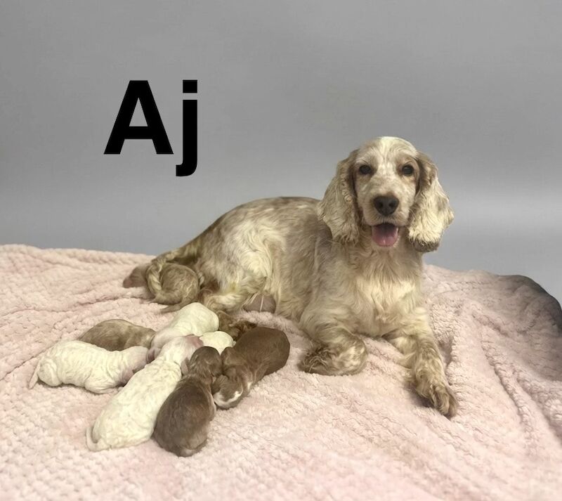 lovely cockapoo pups ready for a family