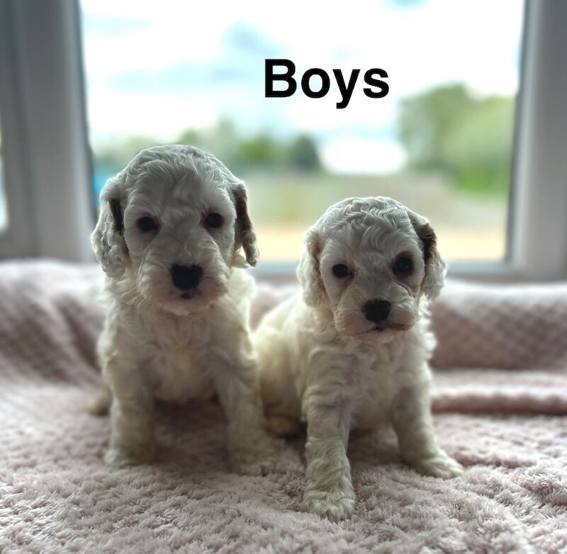 lovely cockapoo pups ready for a family - Image 2 of 4