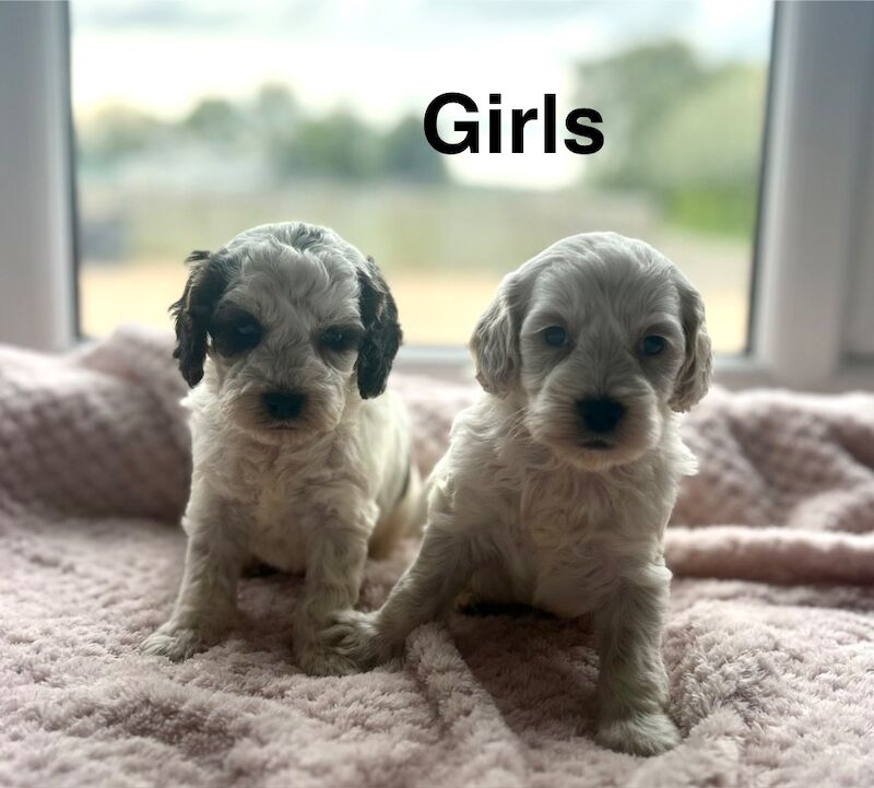 lovely cockapoo pups ready for a family - Image 3 of 4