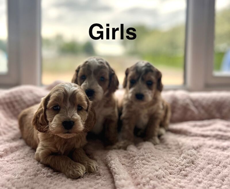 lovely cockapoo pups ready for a family - Image 4 of 4