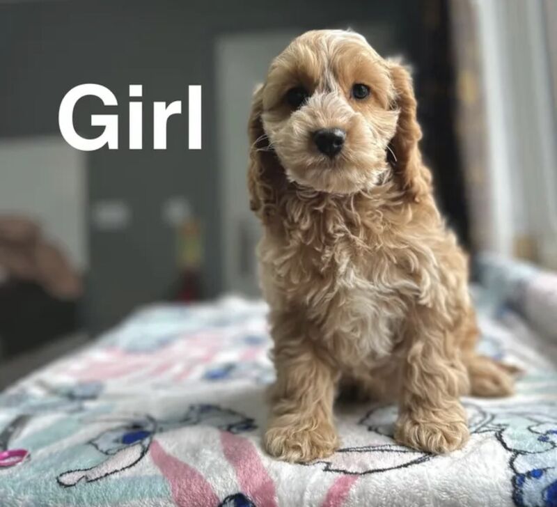 Lovely lemon white / apricot girl and boys cockapoos puppies 