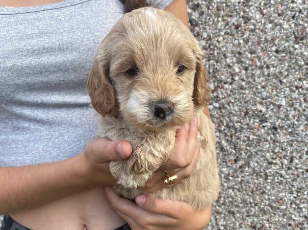 Cockapoo puppies for sale in Tilbury, Essex – 1 year old - Image 3 of 5