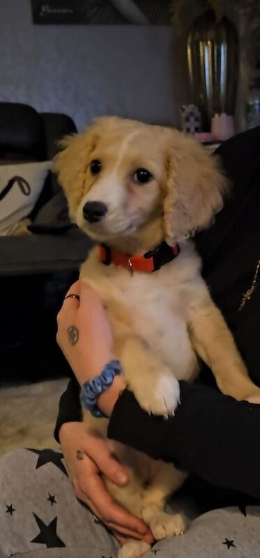 Cockapoo puppies for sale in Llandrindod Wells / Llandrindod, Powys – 4 months old - Image 2 of 4