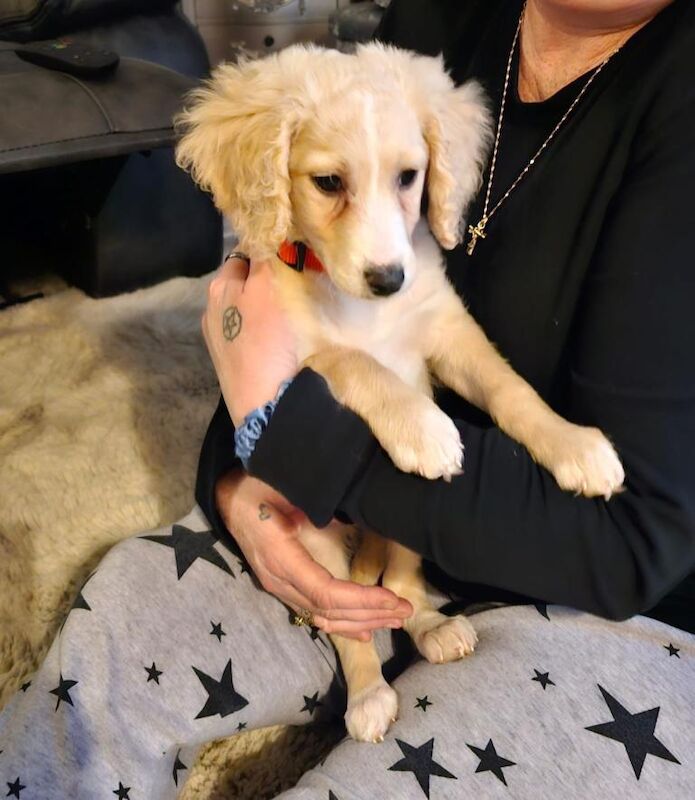 Cockapoo puppies for sale in Llandrindod Wells / Llandrindod, Powys – 4 months old - Image 3 of 4