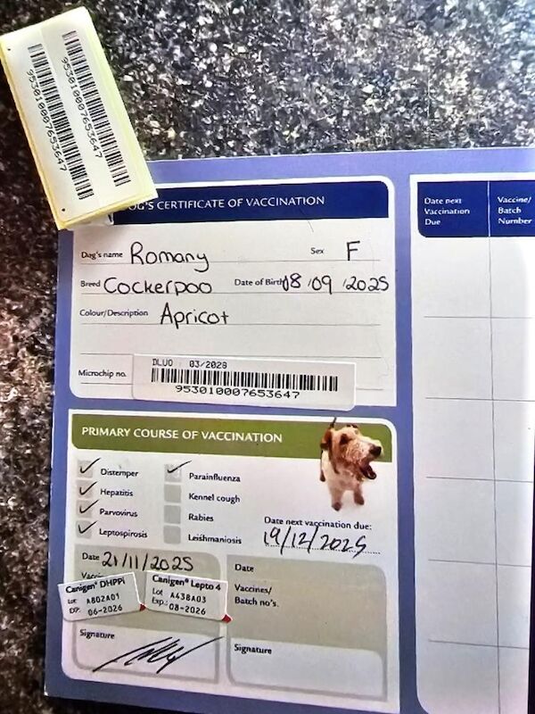 Cockapoo puppies for sale in Llandrindod Wells / Llandrindod, Powys – 4 months old - Image 4 of 4