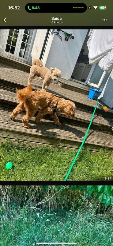 Cockapoo puppies for sale in Lewisham, Greater London – 1 year old - Image 2 of 2