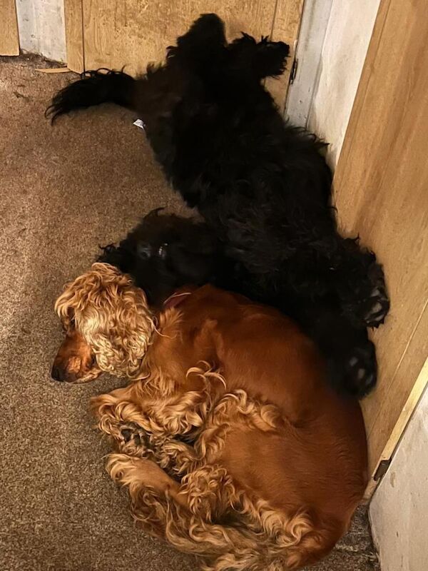 Cockapoo puppies for sale in Eastend, Essex – 11 weeks old