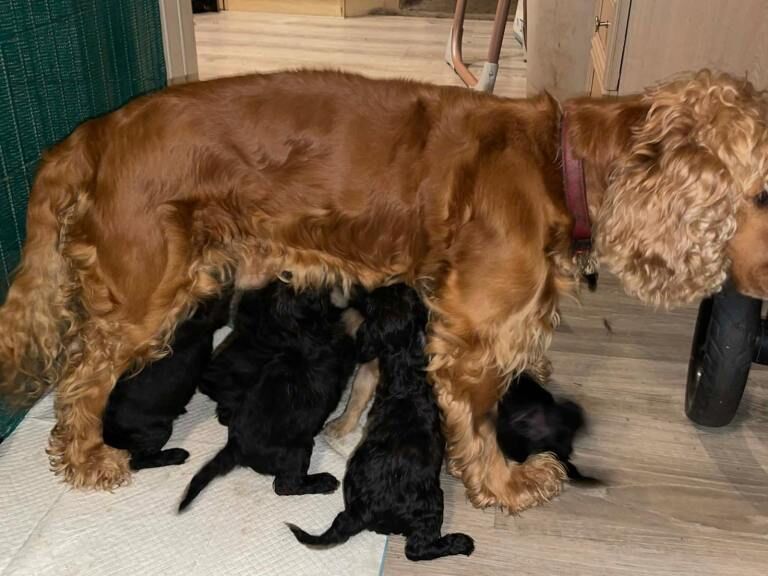 Loving homes wanted for Cockapoo puppies. - Image 2 of 3