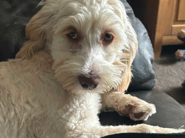 Cockapoo puppies for sale in Kettering, Northamptonshire – 1 year old - Image 1 of 3