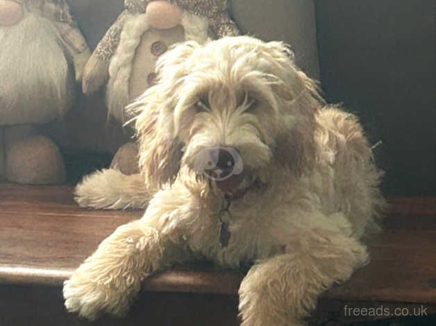 Cockapoo puppies for sale in Kettering, Northamptonshire – 1 year old - Image 2 of 3