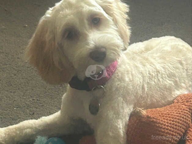 Cockapoo puppies for sale in Kettering, Northamptonshire – 1 year old - Image 3 of 3