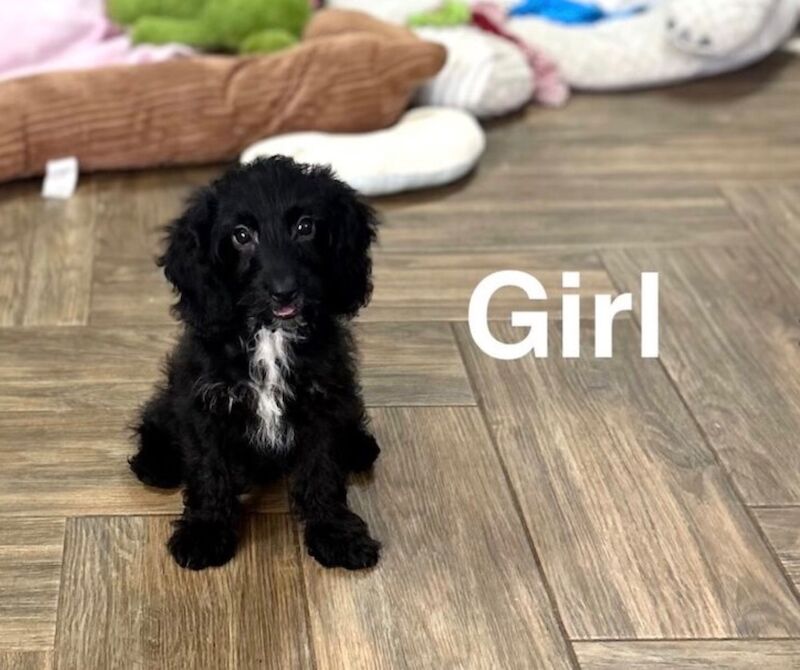 Maggie lovely black cockapoo girls and boy 