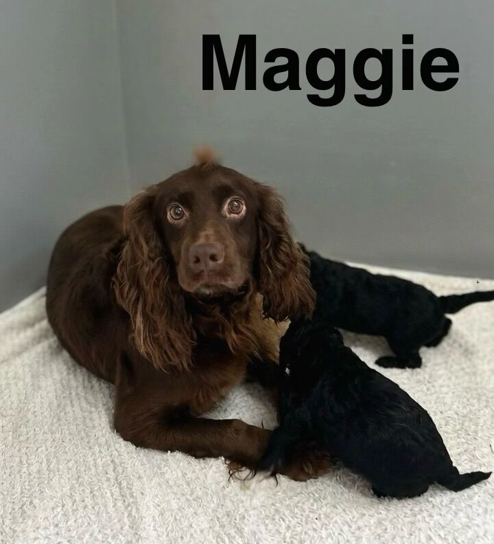 Maggie lovely litter of cockapoo puppies
